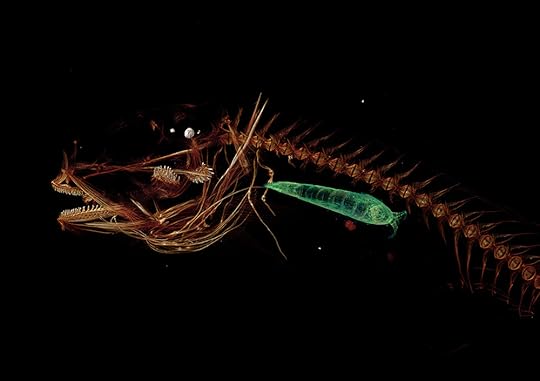 deepest fish mariana snailfish