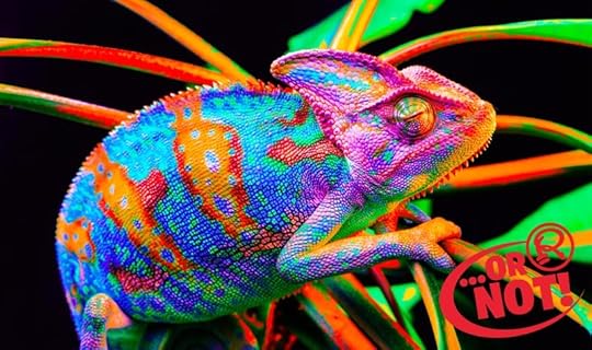 fake colored chameleons