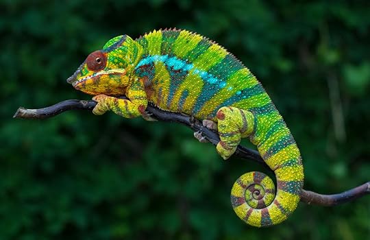 angry chameleon