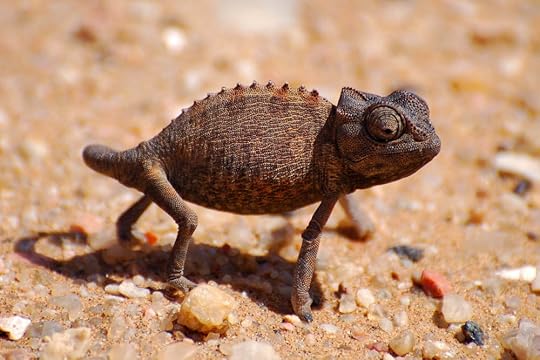 brown chameleon