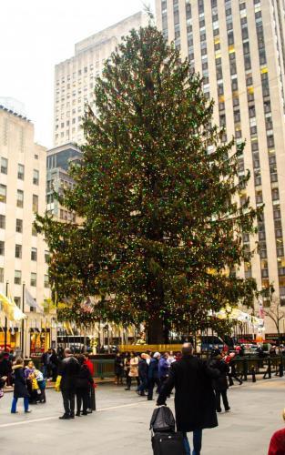 The tree