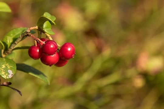 Swedish lingonberries