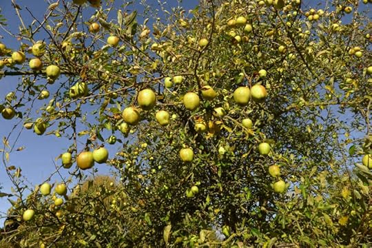 The apple tree
