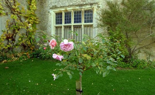 Autumn rose