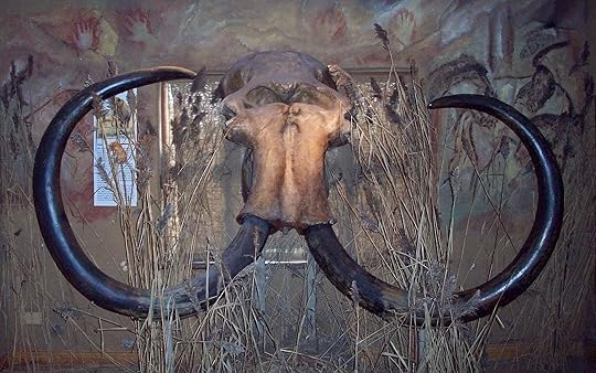 Woolly Mammoth skull retrieved from the sea near Holland in 1999-2000, dating from well before the period I have in mind (Wikipedia)