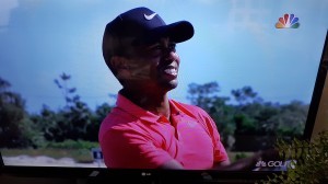Tiger back - 2017