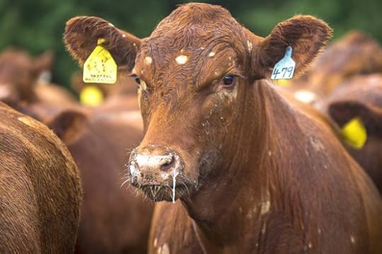 2017_Salon_Cattlefarm
