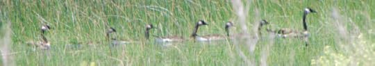 A string of Canada geese seen through grasses