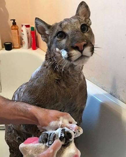 Picture of a mountain lion in a bathtub getting its paw scrubbed