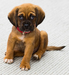 French direct objects