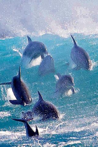 Bottlenose dolphins in South Africa on the BBC’s Blue Planet II