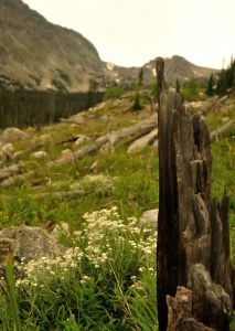 dead tree on the way to Blue Bird Lake