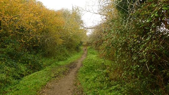 The path and the Animal Guide