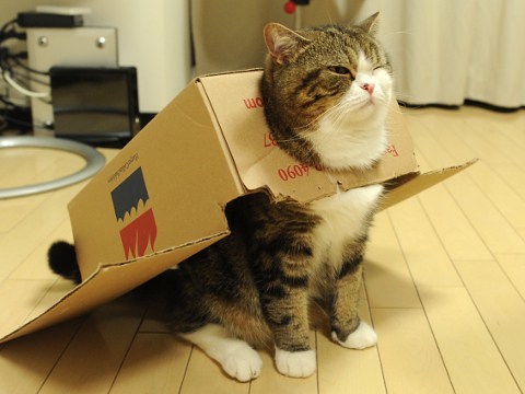 Image result for maru
