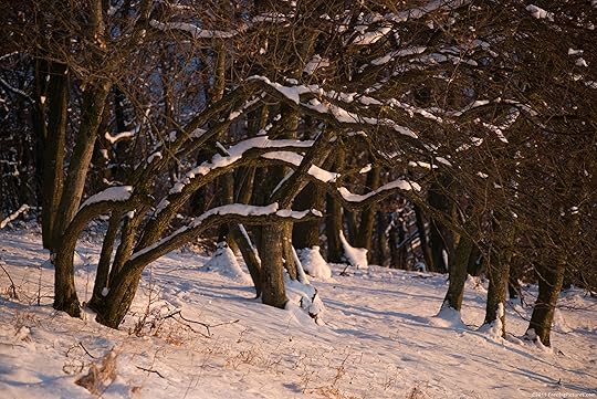 Image result for snowy woods images