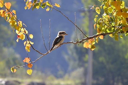 Earl Grey Editing, kookaburra