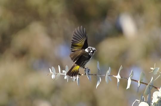 Earl Grey Editing, Australian Botanic Gardens