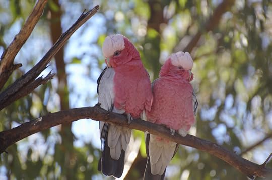 Earl Grey Editing, galahs
