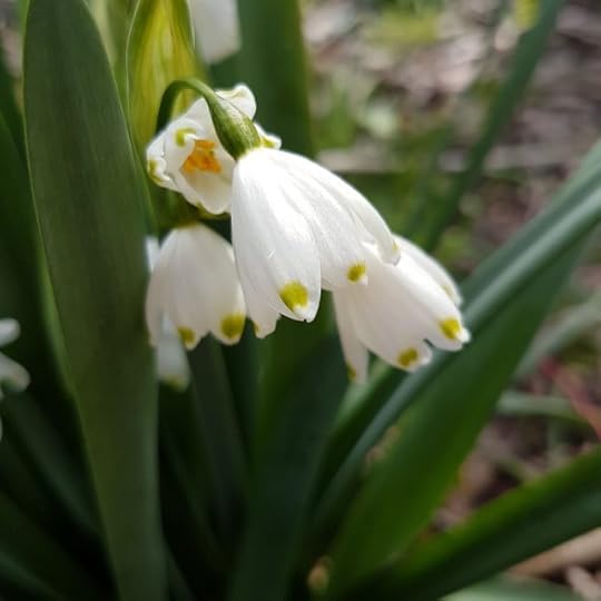Earl Grey Editing, snowdrops