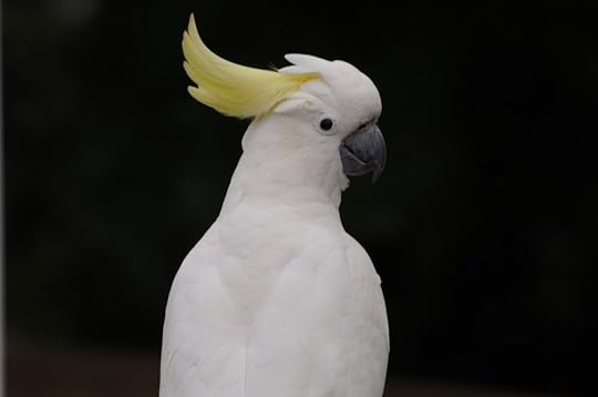 Earl Grey Editing, cockatoo