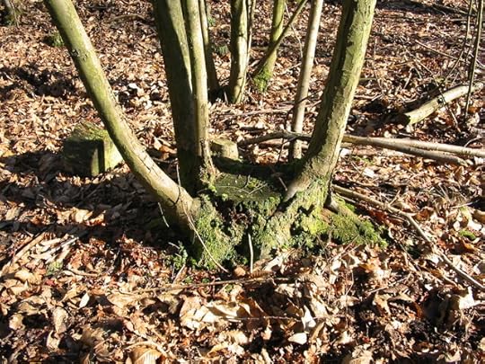 Sweet chestnut coppice