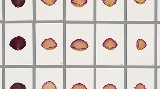 3_6_Installation-view-Detail-Most-Beautiful-Petals-archive-wall-of-3289-petals-Cloud-of-Petals-1220x678