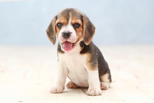 dog years puppy