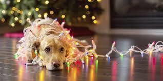 doginxmaslights