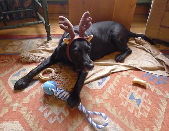 Tilly the Black-nosed Reindeer