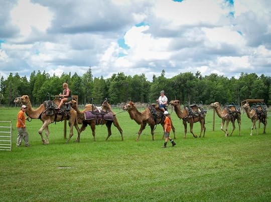 Safari Wilderness Central Florida camels