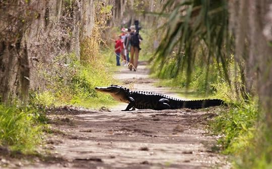 Circle B bar reserve Florida alligator
