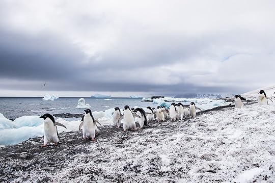 group of Penguins