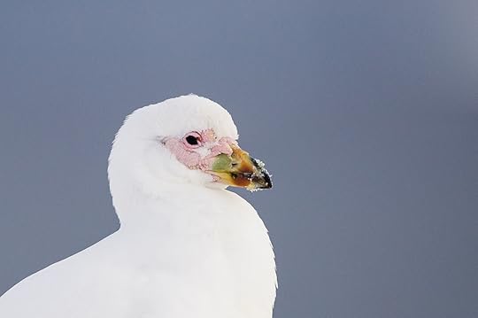 Antarctica’s birds