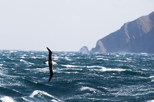 Antarctica albatross