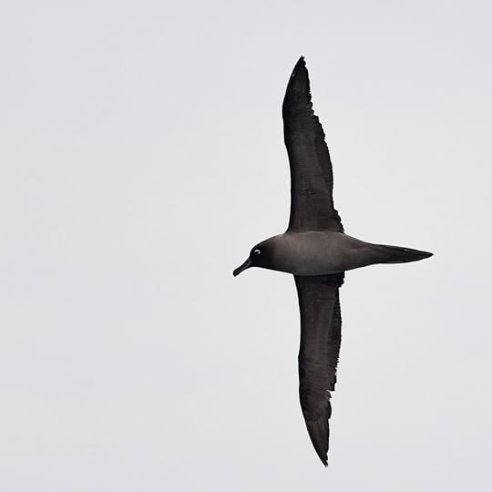 Brown skua