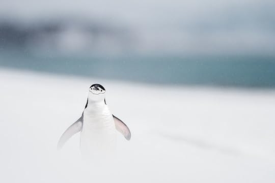 Antarctica penguin