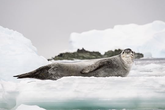 Seals in Antarctica