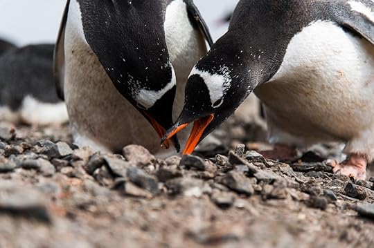 Penguins in Antarctica