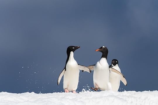 Penguins in Antarctica