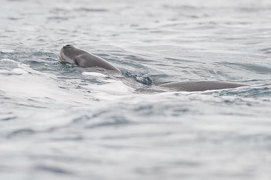 Seal in Antarctica
