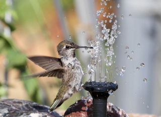Hummy at Fountain