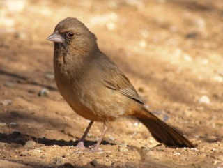 Towhee