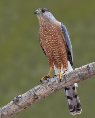 Coopers Hawk