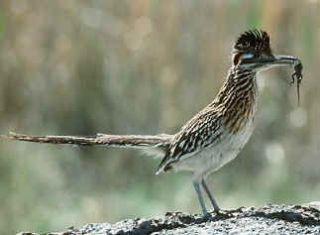 Roadrunner
