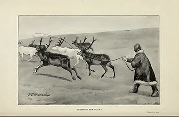 Reindeer-facing page237_1