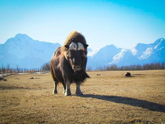 Musk Ox Farm