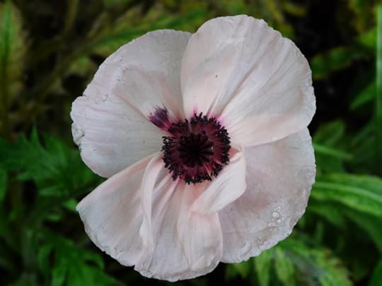 white poppy