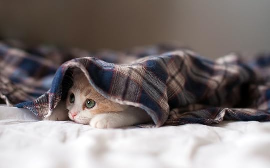 Image result for cute cats hiding under blanket