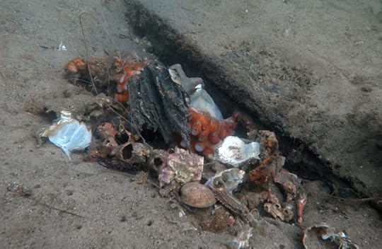 Octo Den_7885 - 2 cmp