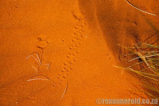 Red Kalahari sand